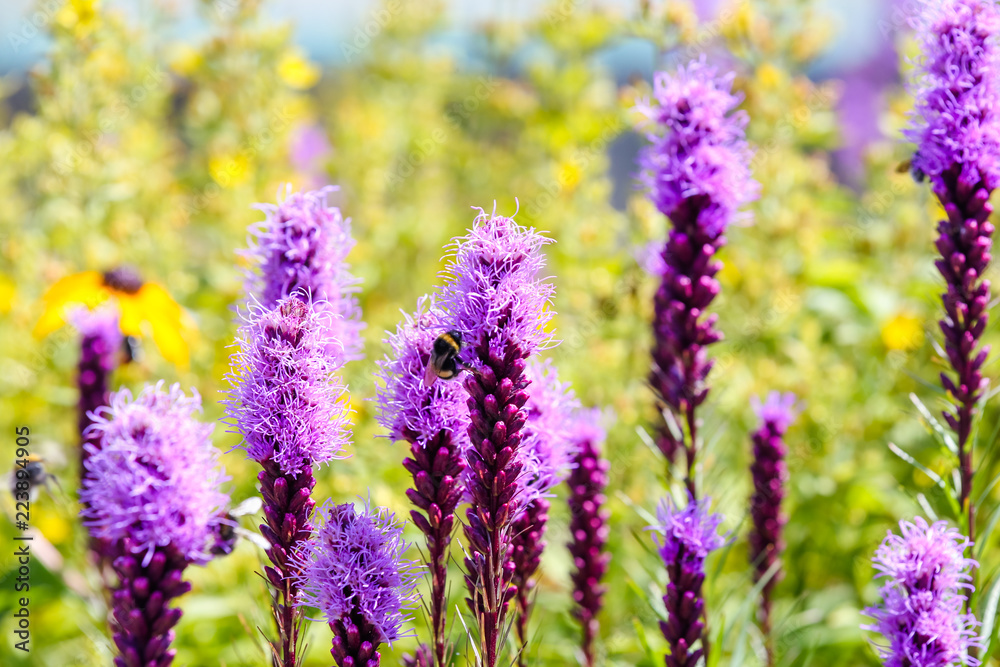 Purple wild flowers Liatris Spicata Kobold Purple wild flowers Liatris Spicata Kobold