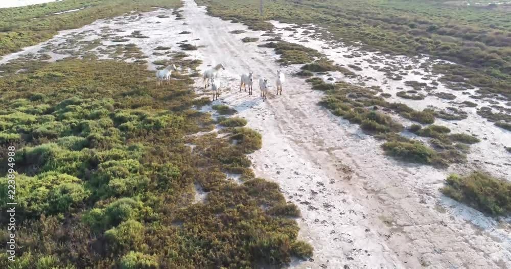 group of wild horses in Camargue group of wild horses in Camargue