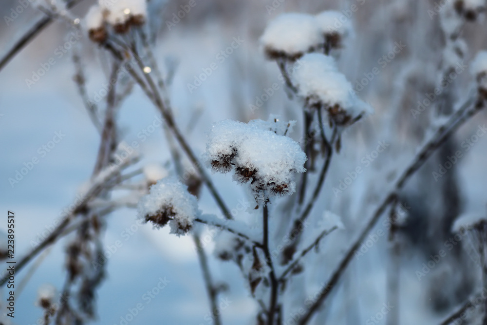 branch of the plant covered with snow winter macro branch of the plant covered with snow winter macro