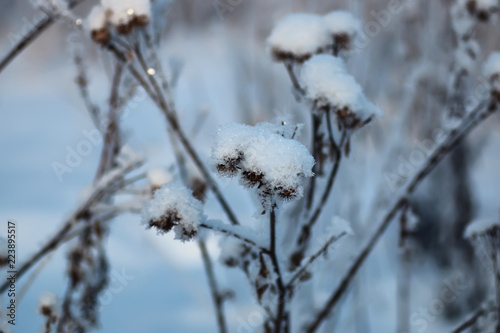 branch of the plant covered with snow winter macro