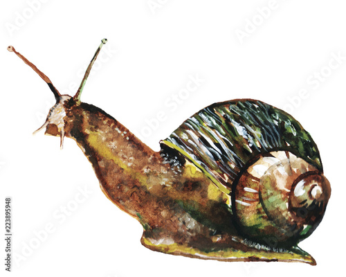 a snail drawn in watercolor