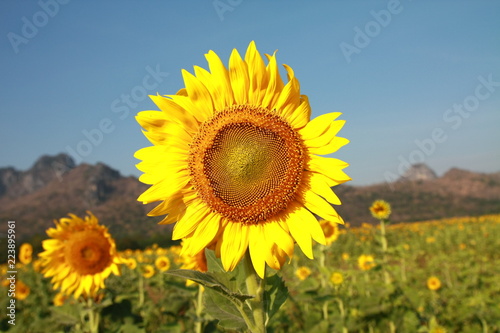  Sunflower garden in Lopburi Thailand.