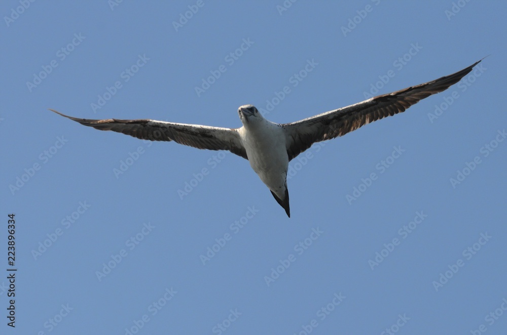 Fou de Bassan (Morus bassanus)