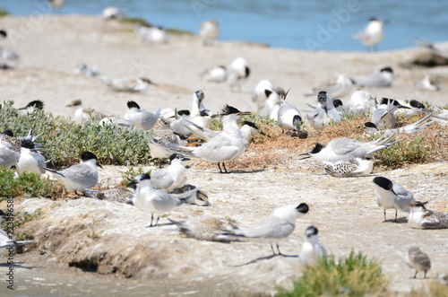 Colonie de Sterne caugek (Thalasseus sandvicensis)