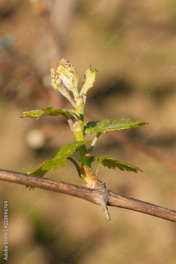 Branch of vine with first green leaves in vineyard in early spring Branch of vine with first green leaves in vineyard in early spring