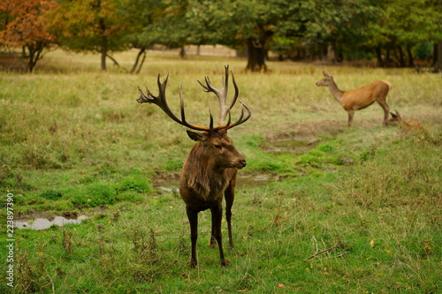 European red deer stag in the rutting season. Autumn idyll with foliage discoloration.