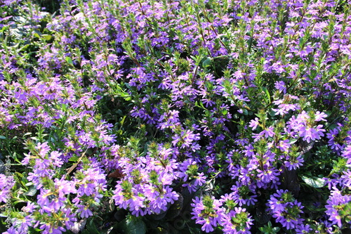 flowers  plant  flower bed