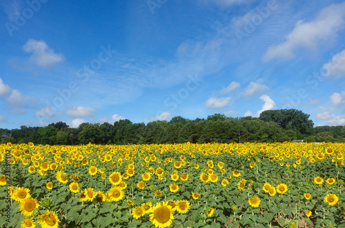 landscape of a field of sunflowers in summer with a blue sky and clouds above © Liz W Grogan