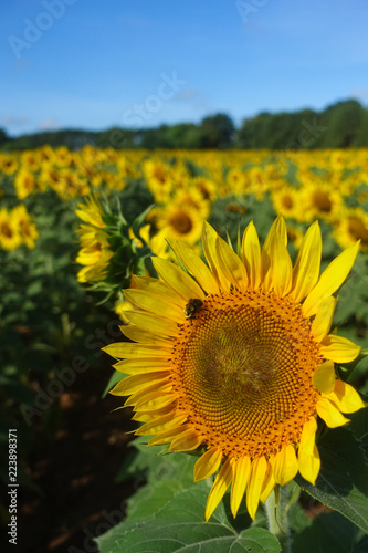 vertical close up of a bee on a sunflower in a sunflower field with a blue sky and clouds in summer