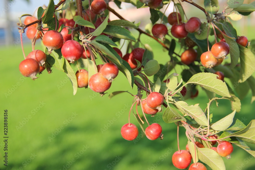 Apple, plant