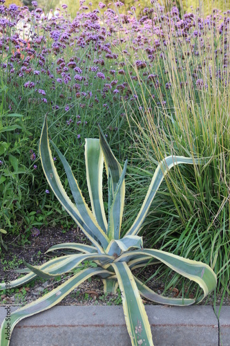 flowers  plant  flower bed