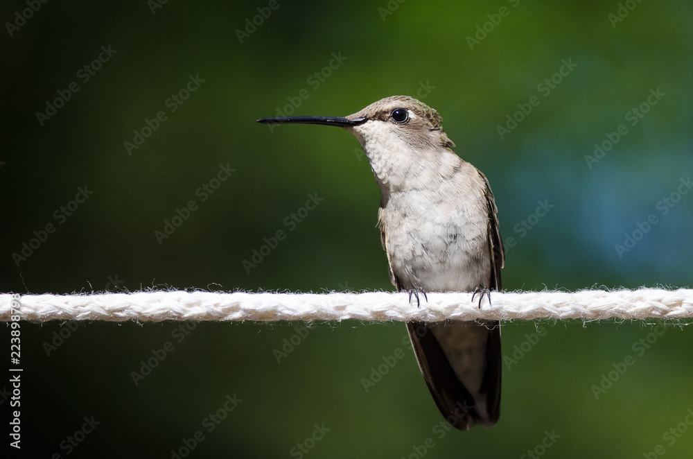Obraz premium Black-Chinned Hummingbird Perched on a Piece of White Clothesline
