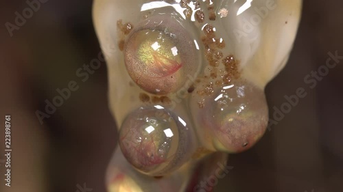Egg mass of the Amazon Leaf Frog (Cruziohyla craspedopus) suspended over a pool in a hollow tree trunk.Tadpoles are developing within the egg membranes. photo