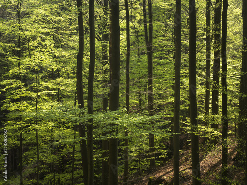 Blick in einen von Licht durchfluteten alten Buchenwald im Frühling.