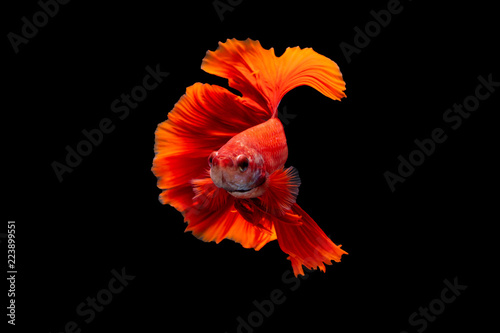 Bild auf Leinwand The moving moment beautiful of red siamese betta fish or splendens fighting fish in thailand on black background