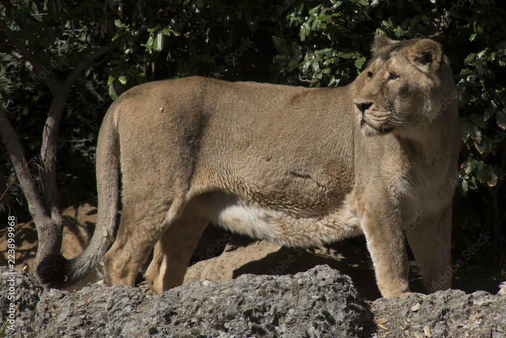 Fototapeta premium Female lion looking