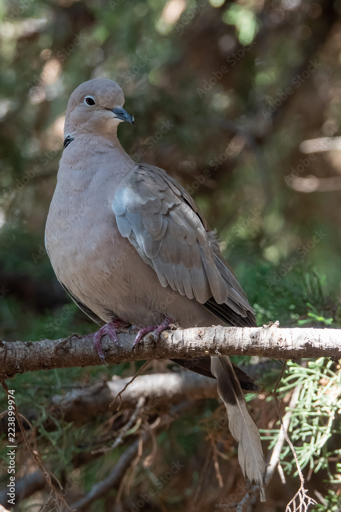 Fototapeta premium collared dove