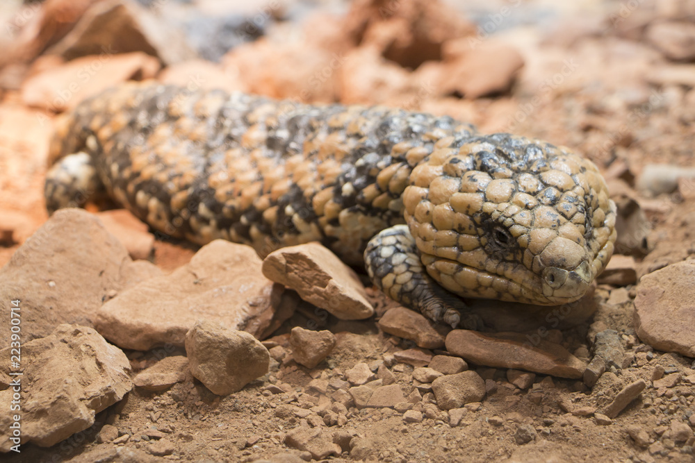Fototapeta premium Lizard