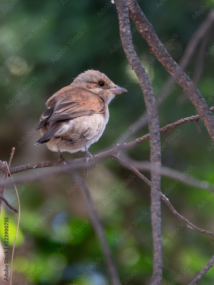 Fototapeta premium Red-backed Shrike