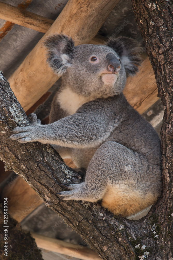 Fototapeta premium Koala bear sitting on a tree