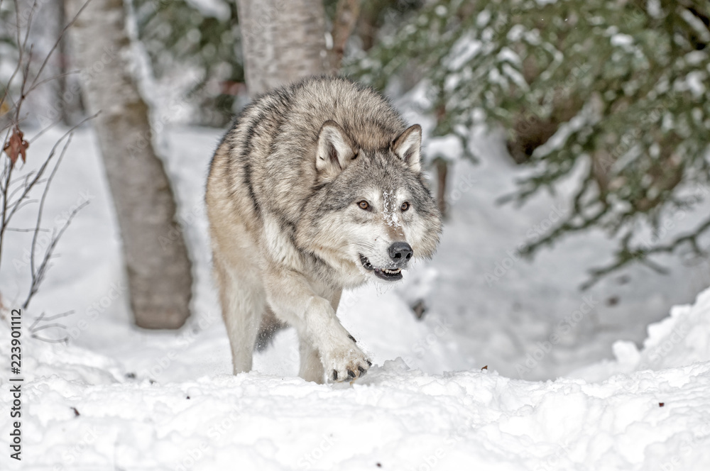 Obraz premium Wolf Hunting in Winter