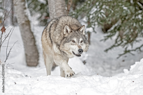 Wolf Hunting in Winter © seread