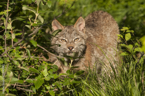 Bobcat in Bushes © seread