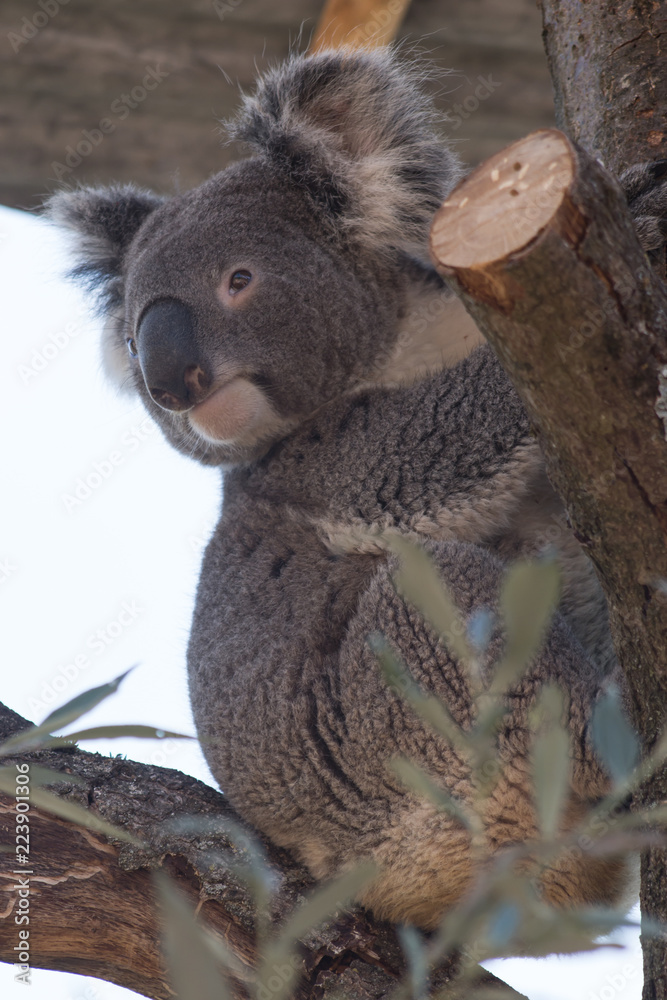 Fototapeta premium Koala bear sitting on a tree