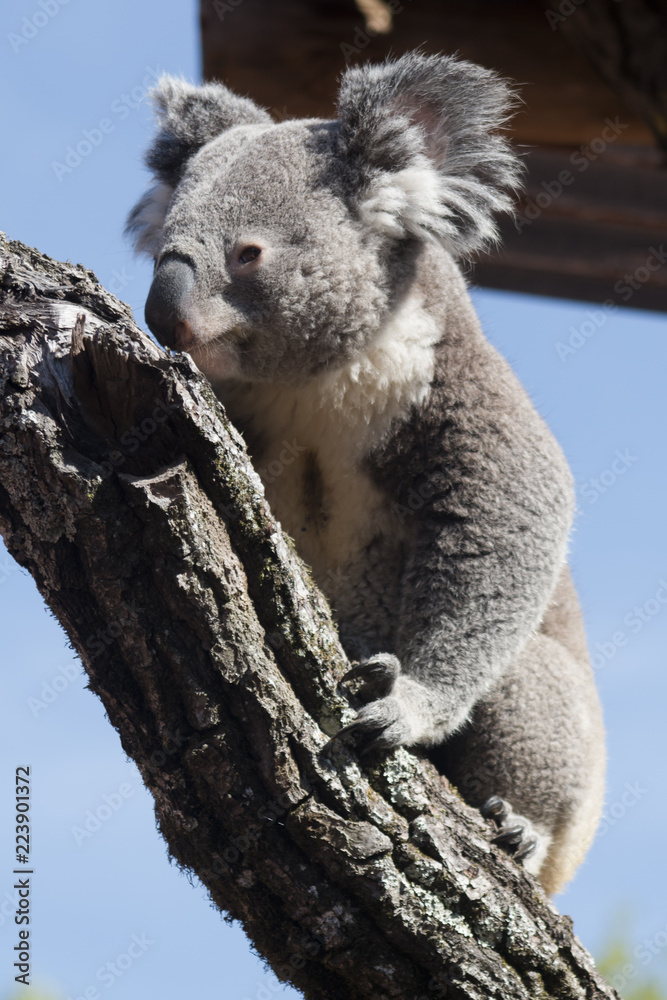 Fototapeta premium Koala bear on a tree