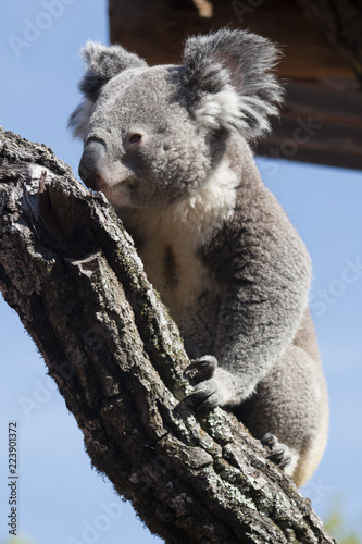 Fototapeta Naklejka Na Ścianę i Meble -  Koala bear on a tree