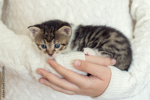 Little domestic kitty in girls hands