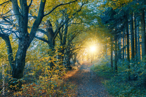autumn road in forrest © ArtushFoto