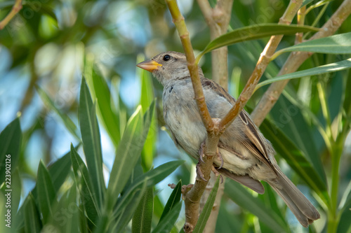 sparrow passerine