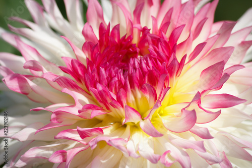 Fototapeta Naklejka Na Ścianę i Meble -  Closeup of a pink white colored dahlia flower - sunny bright look and feel
