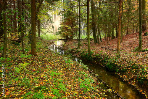 Fototapeta Naklejka Na Ścianę i Meble -  jesień w lesie