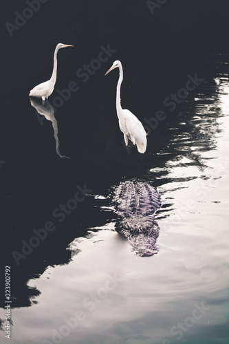 olden looking alligator with 2 great egrets one bird riding on back of alligator photo