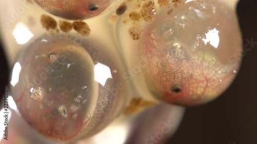 Close-up of a tadpole of the Amazon Leaf Frog (Cruziohyla craspedopus) developing within the egg membrane. It will drop into the pool below when fully developed. Blood is circulating in the gills. photo