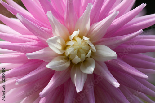 Fototapeta Naklejka Na Ścianę i Meble -  Closeup of a pink pastel colored Dahlia flower
