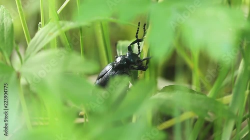 Meloe proscarabaeus Blister beetle insect in wildlife. Dark blue beetle in green fresh grass in summer photo