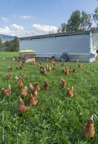 happy and healthy chickens in a mobile chicken home for organic poulty keeping in a chicken farm in Vorarlberg ,Austria