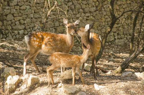 Family of deers in the nature in a park neer Montpellier photo