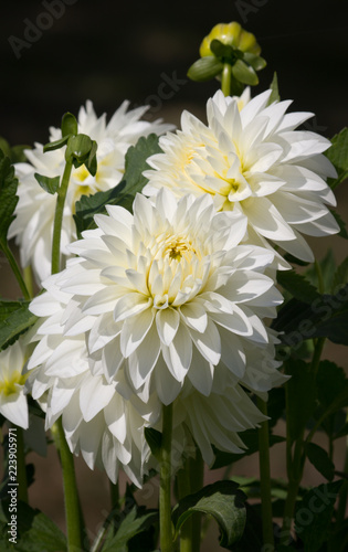 Fototapeta Naklejka Na Ścianę i Meble -  Beautiful white colored Dahlia flower in a natural garden environment