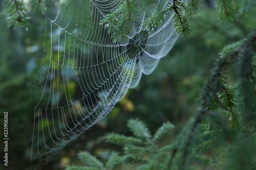 Cobweb on fir branches. Spider web in forest.
