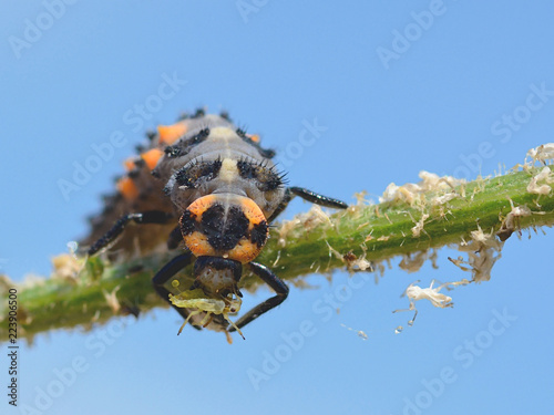 Macro of ladybug larva (Coccinella) on stem eating an aphid on blue sky background