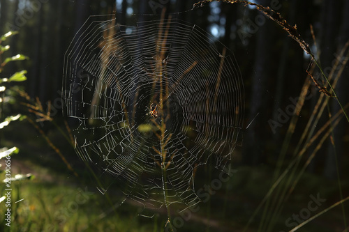 Cobweb with spider on grass bent in forest. Spider web on bent in sunrise.