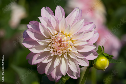 Fototapeta Naklejka Na Ścianę i Meble -  A beautiful pink pastel colored dahlia flower - sunny bright look and feel