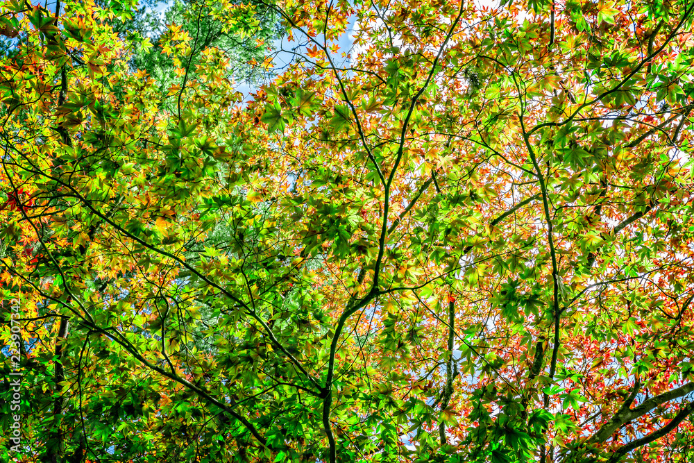 Green and golden brown tree canopy backlit by the sun in spring Green and golden brown tree canopy backlit by the sun in spring