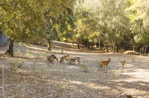 Family of deers in the nature in a park neer Montpellier