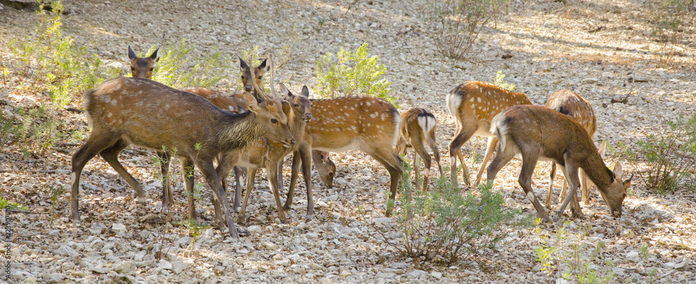 Obraz premium Family of deers in the nature in a park neer Montpellier