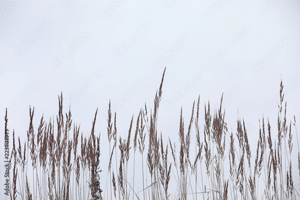 Obraz premium Winter forest. Landscape of winter forest on a sunny day. Snow-c